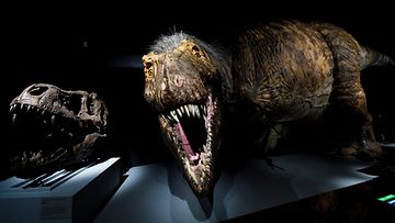 Tyrannosaurus rex luonnonhistoriallisessa museossa New Yorkissa 2019