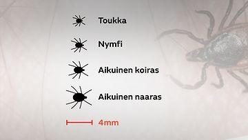 Kumisaappaat Esiin: Edessä On Taas Pitkä Ja Vaikea Punkkikausi ...