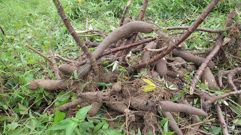 EPA, maniokki, maniokkipelto
