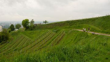 sivumaku baden-weingut-wohrle-vineyards