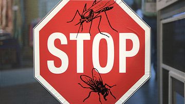 AOP malaria hyttynen seis