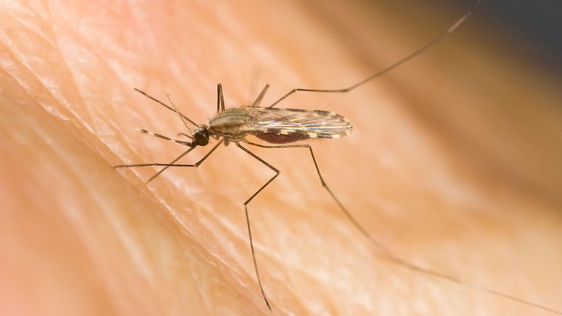 AOP hyttynen malaria