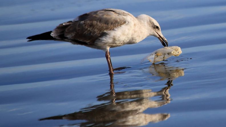 AOP muovi linnut lokki meri