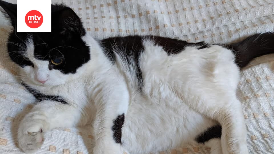 Varastettu Boris-kissa pääsi takaisin kotiin kolmen päivän seikkailun  jälkeen – kaappaaja lähetti omistajalle hyytävän viestin: 