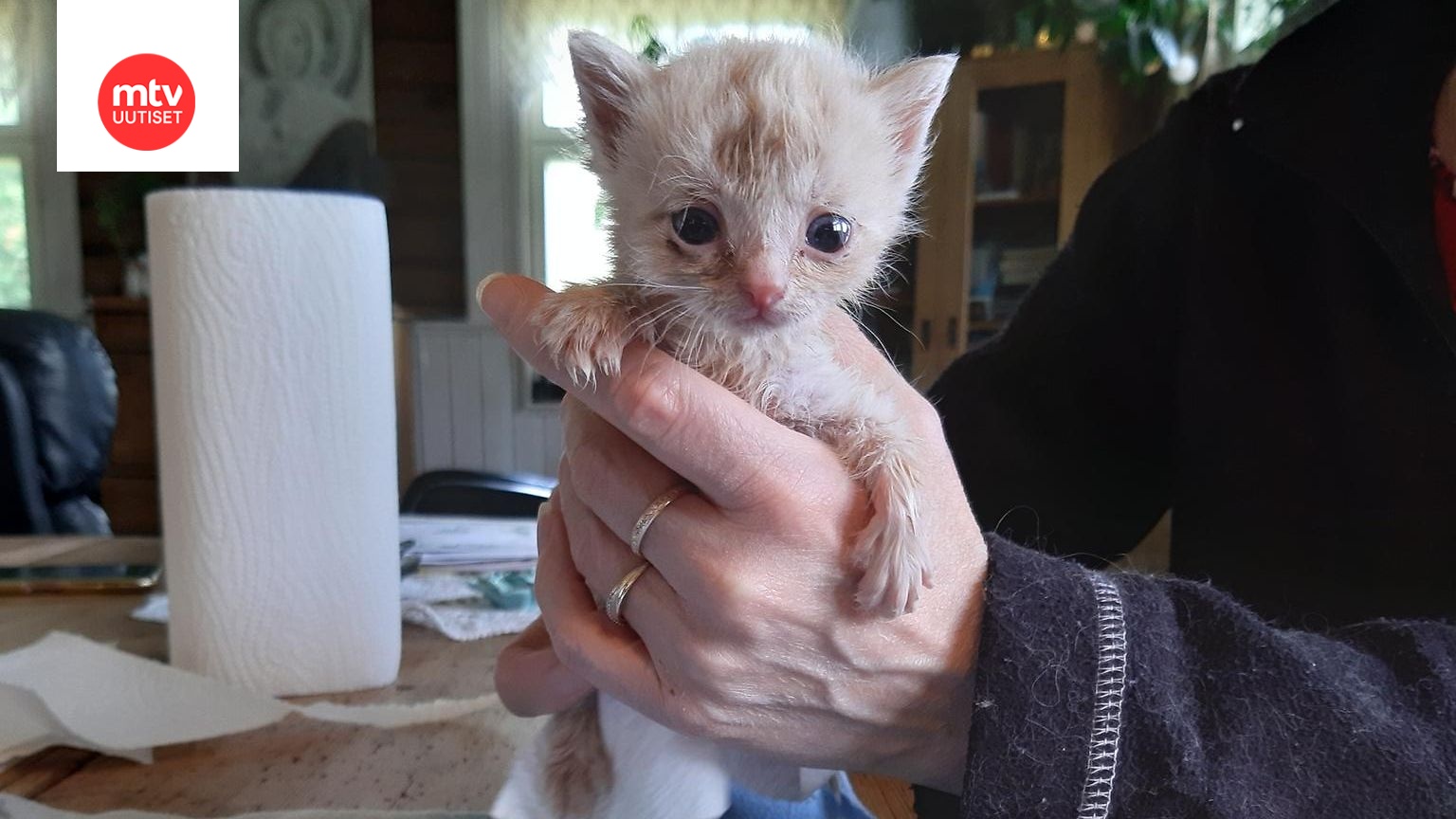 Video vapisevista ja nälkäisistä orvoista kissanpennuista särkee sydämen –  hoitaja muistuttaa suomalaisia: 