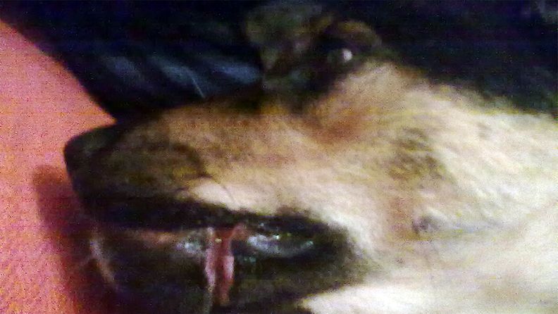 Siru-koiran vammat ovat ilkeän näköiset.