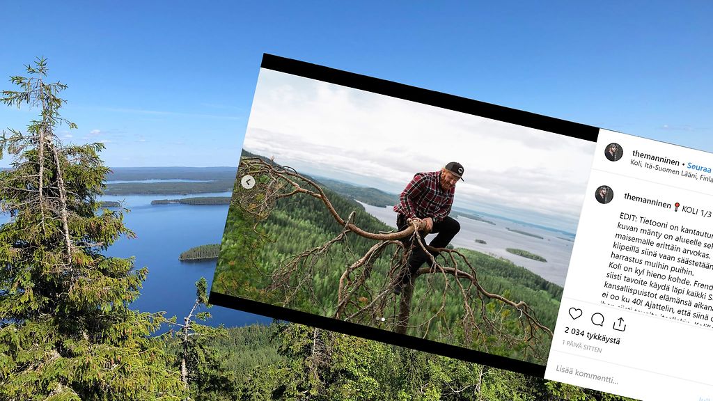 Radiojuontaja kiipesi arvokkaaseen puuhun Kolin kansallispuistossa – sai  aikaan someraivon: 