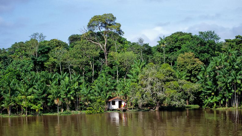 AOP, Amazon, amatson, sademetsä, alkuperäiskansa