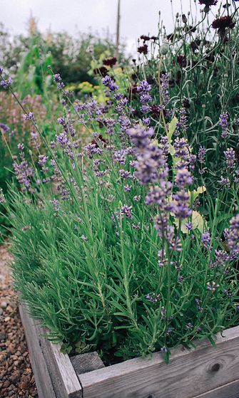 sivumaku-puutarha-laventeli