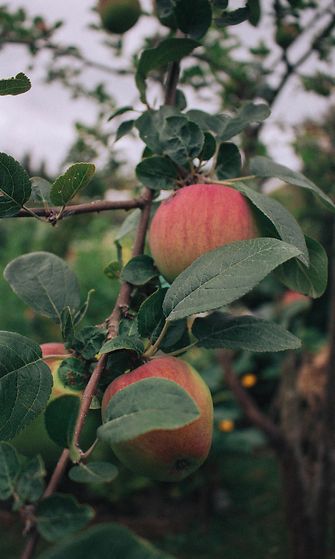 sivumaku-puutarha-omena