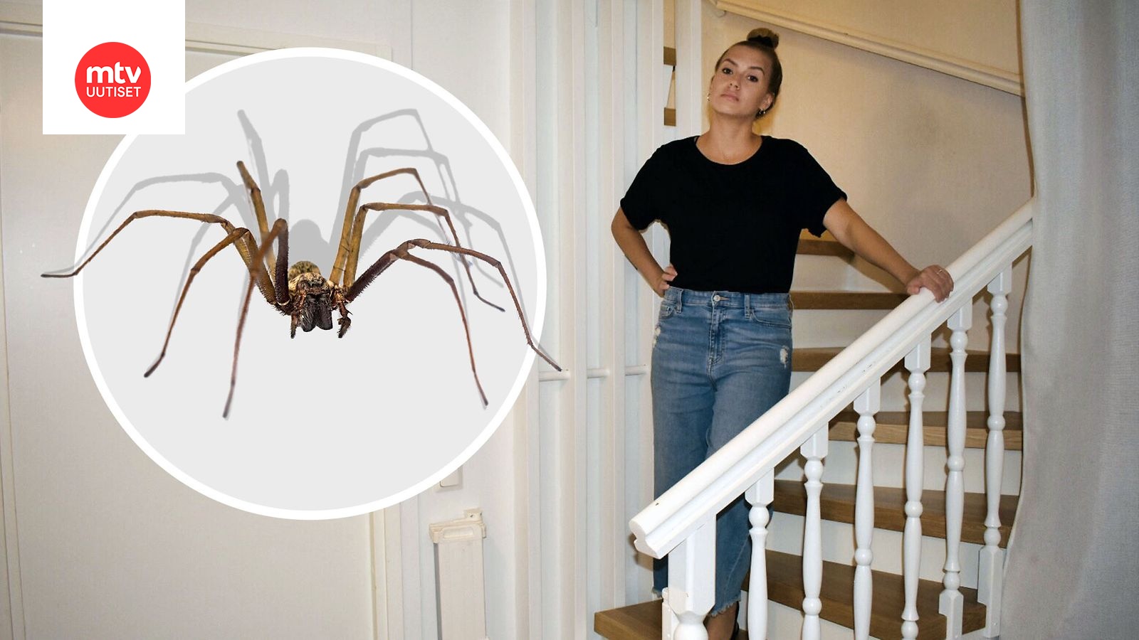Hämähäkkifobiasta kärsivän Sarannan pahin painajainen toteutui: Suomessa  yleistynyt varastohämähäkki tipahti perheenäidin päähän ja päätyi vielä  paidan sisään – 