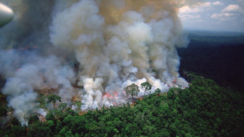AOP Amazon metsäpalot