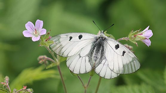 Sano hyvästit näille perhosille, koska kohta niitä ei enää ole Suomessa:  