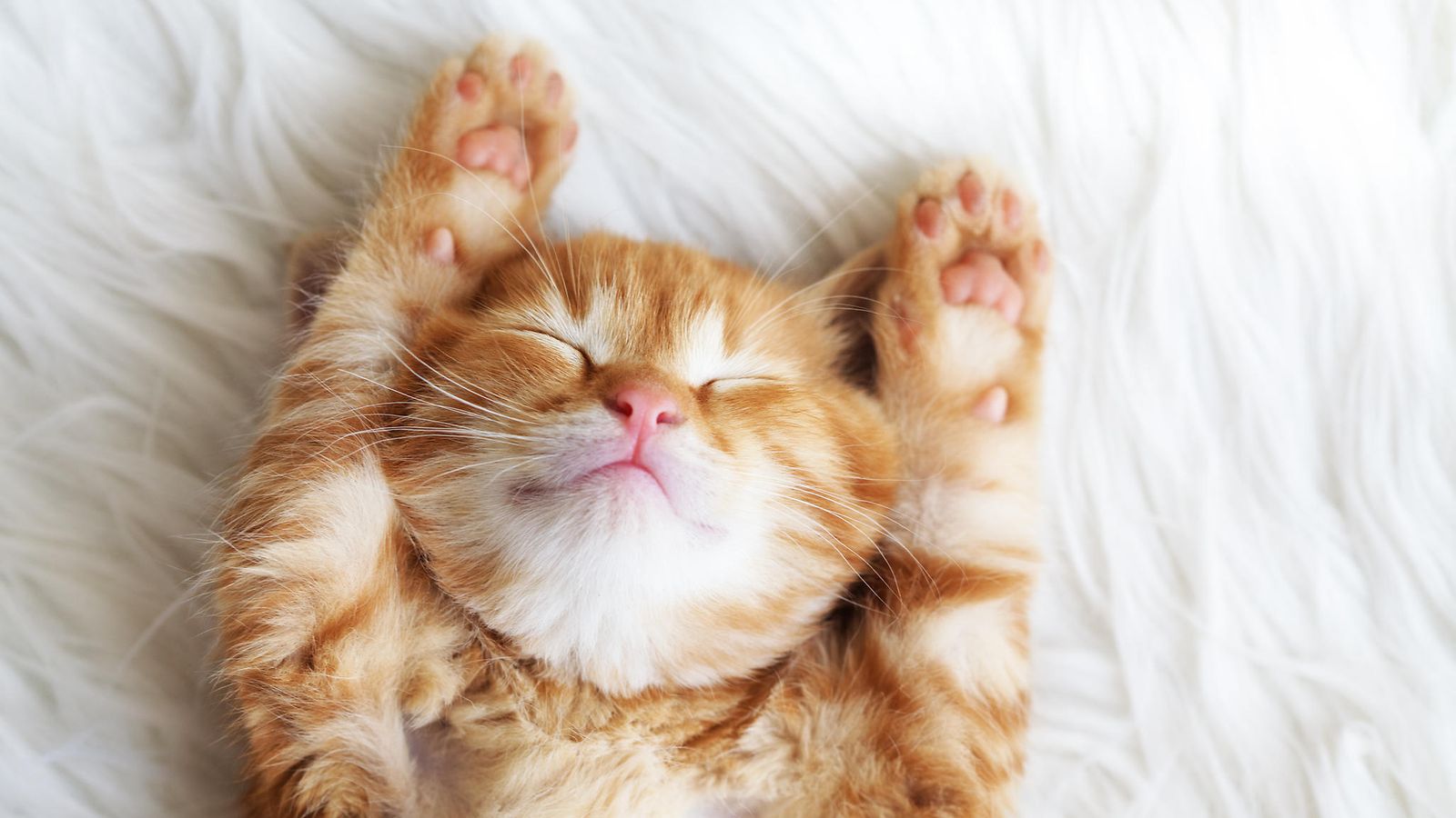 Somen suloinen suosikki: Kissanpennun hellyttävä tapa nukkua herättää  ihastusta 