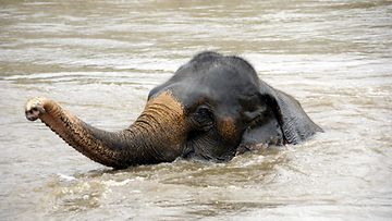aop norsu vedessä