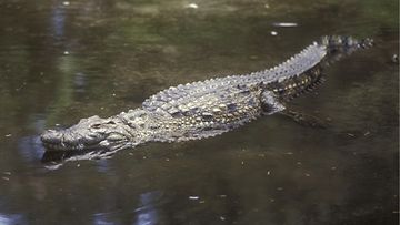 Krokotiili AOP