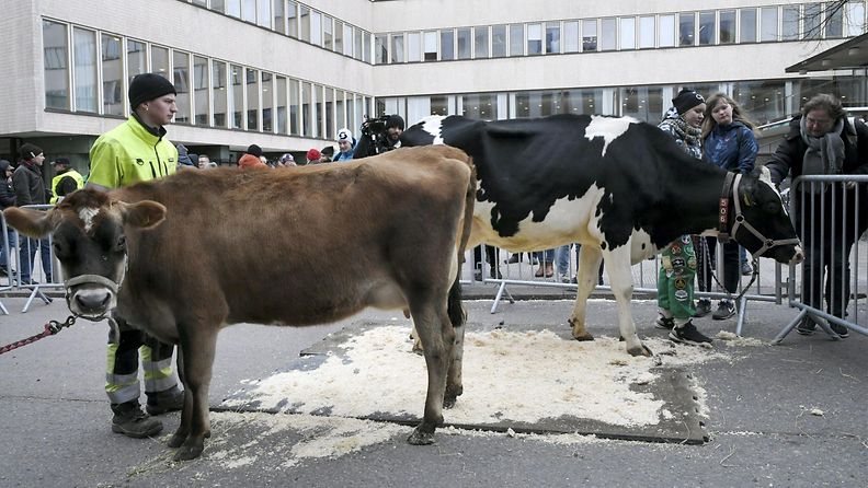 LK Mikä on lehmä? Helsinki 5.11.2019 2