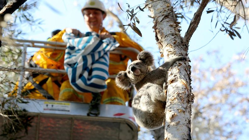 Koala pelastus AOP