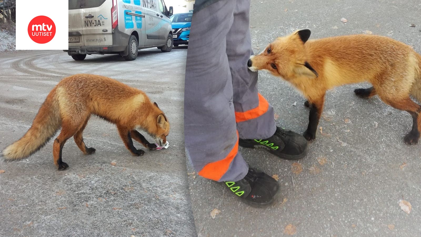 Punaturkki äityi turhan tuttavalliseksi – Markku palasi lounaalta ja pian  repolainen oli kiinni työkaverin housunpuntissa 