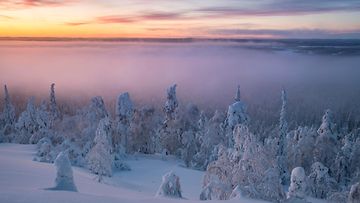 AOP, Suomi, talvi, metsä, maisema