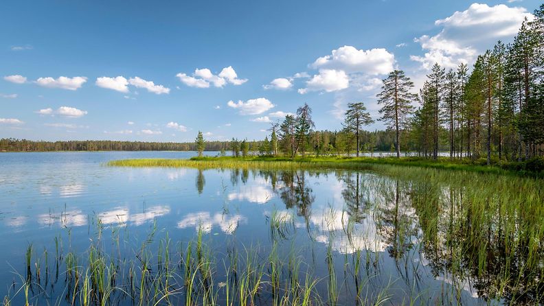 AOP, Suomi, järvi, metsä, maisema, kesä