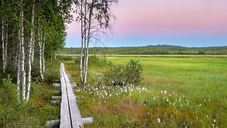 AOP, Suomi, suo, kesä, maisema,luonto