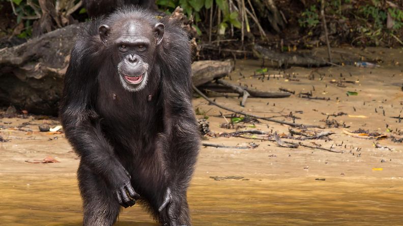 AOP: simpansseja saarella liberiassa
