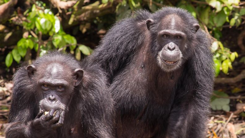 AOP: simpanssi liberia