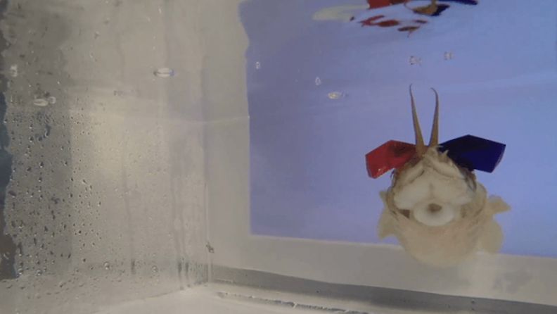 Mustekalan näkökykyä testattiin 3D-lasien avulla (Kuva: University of Minnesota)