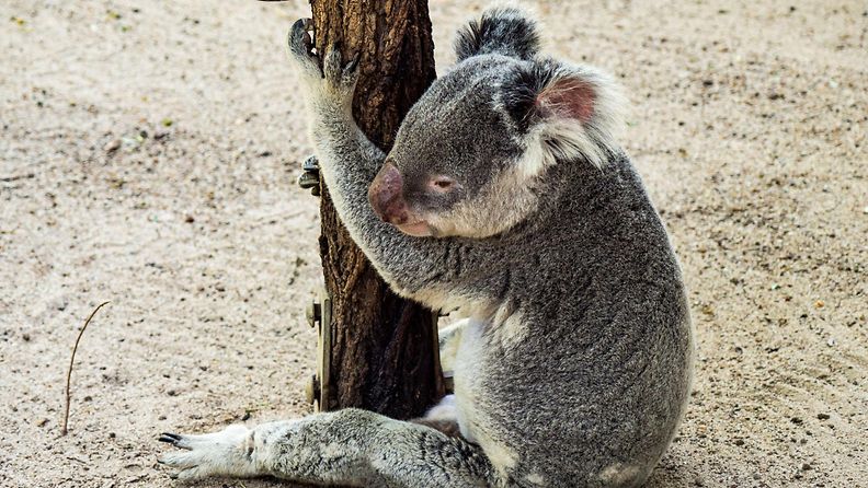 koala Australia maastopalot kuvituskuva