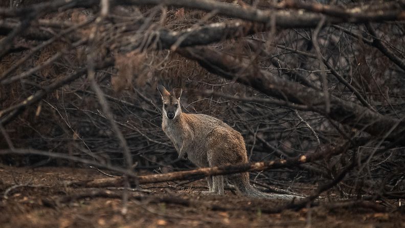 australia kenguru