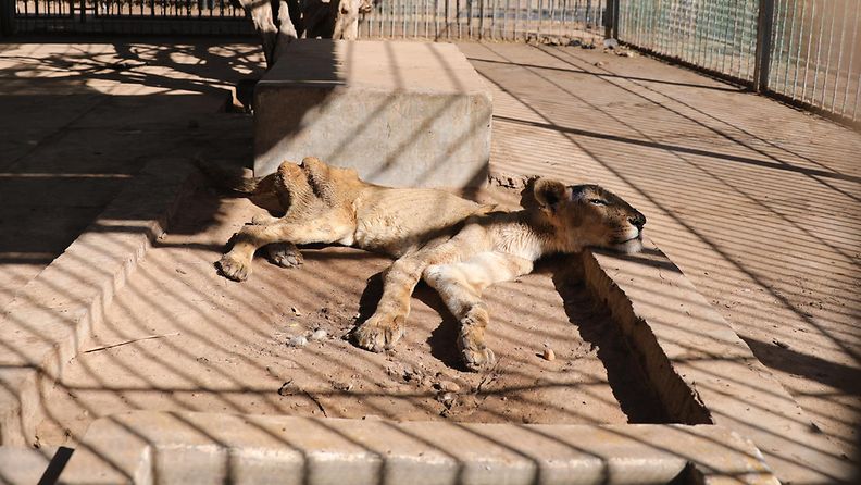 Aliravittu leijona eläintarhassa Sudanissa AOP