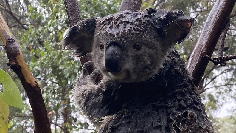 Tämä märkä koala kuvattiin puussa 17. tammikuuta  50 kilometrin päässä Sydneystä.