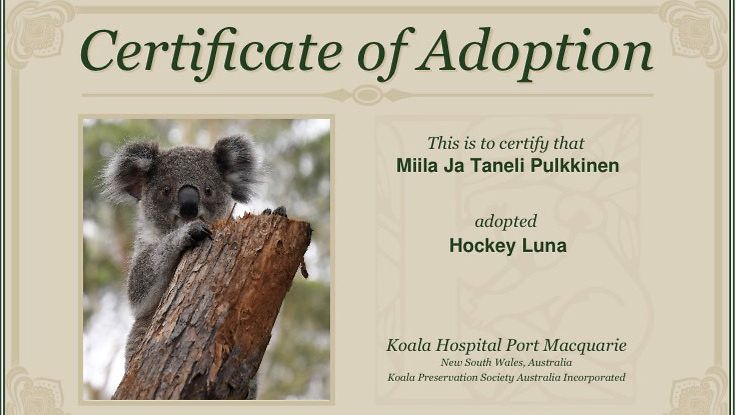 koala-adoptio 1