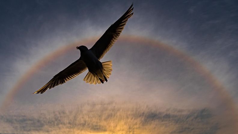 Lietolainen luontokuvaaja Rainer Carpelan voitti tällä kuvallaan ”Somewhere over the rainbow” pohjoismaisen Nordic Nature Photo Contest 2020 -kilpailun pääpalkinnon.