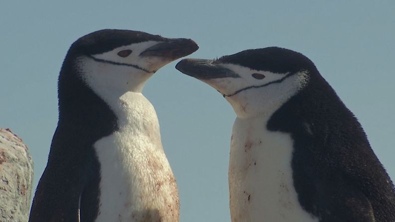 Myssypingviinit