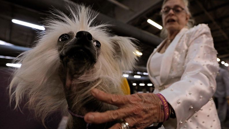 AOP Westminster koiranäyttely kiinanharjakoira