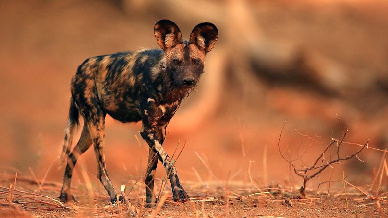 hyeenakoira savannikoira