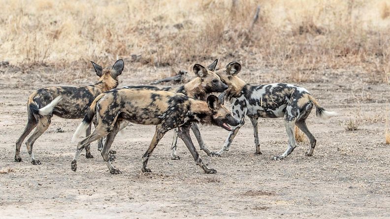 savannikoira hyeenakoira