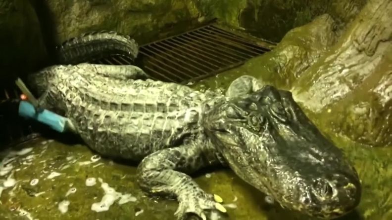 reuters saturn alligaattori