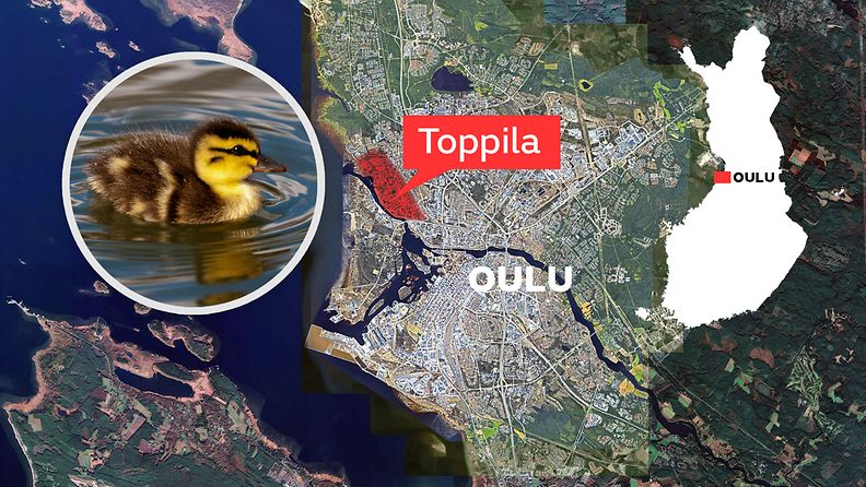 Oulu Toppila sorsat
