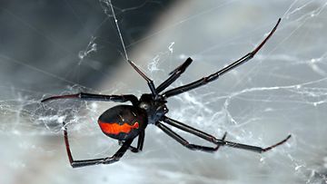 Lacrodectus Hasselti -lajin hämähäkki.
