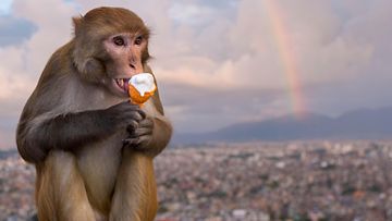 AOP apina Katmandu Nepal reesusmakaki jäätelö