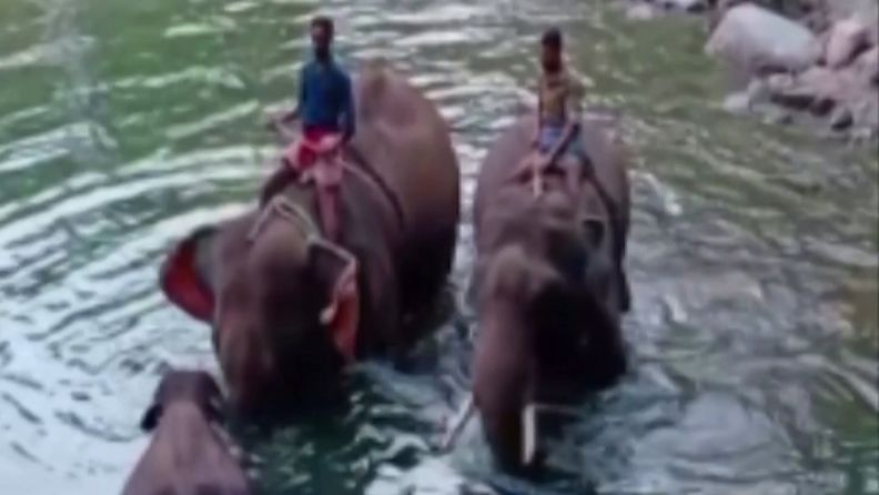 Elefantti Intiassa