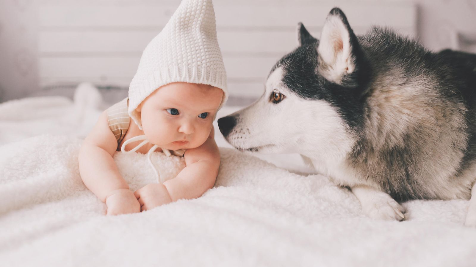 Koiran ja vauvan välille syntyi uskomaton side – video todistaa, kuinka  hellästi husky suhtautuu lapseen: 