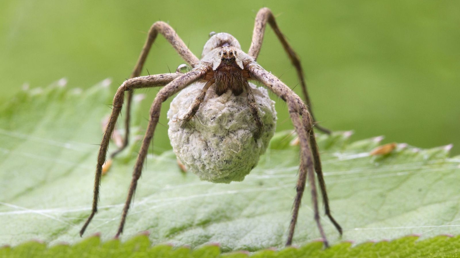 Hämähäkkivitsaus voi pian olla totta – tutkijat varoittavat villistä  lisääntymistahdista: 