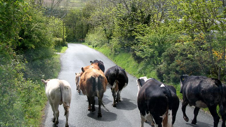 Lehmät kävelevät tiellä.