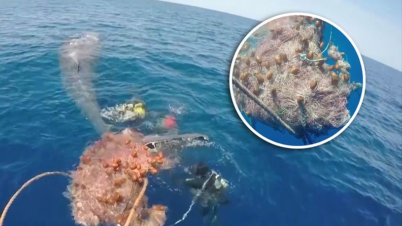 Valas jäi jumiin kalastusverkkoon – tältä näyttää jättiläisen pelastusoperaatio