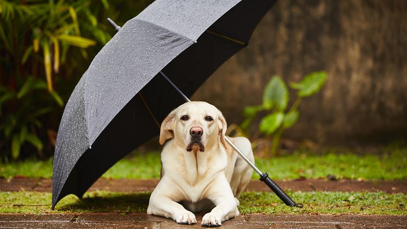 koira ja sateenvarjo