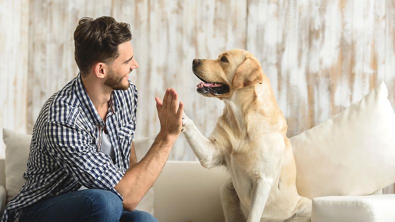 Shutterstock: Koira, ihminen, yläfemma